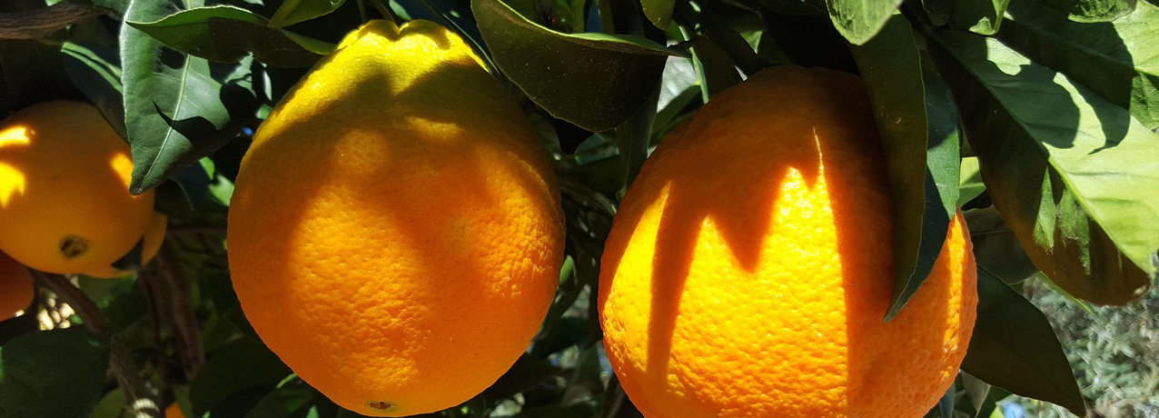 restaurant in Valencia